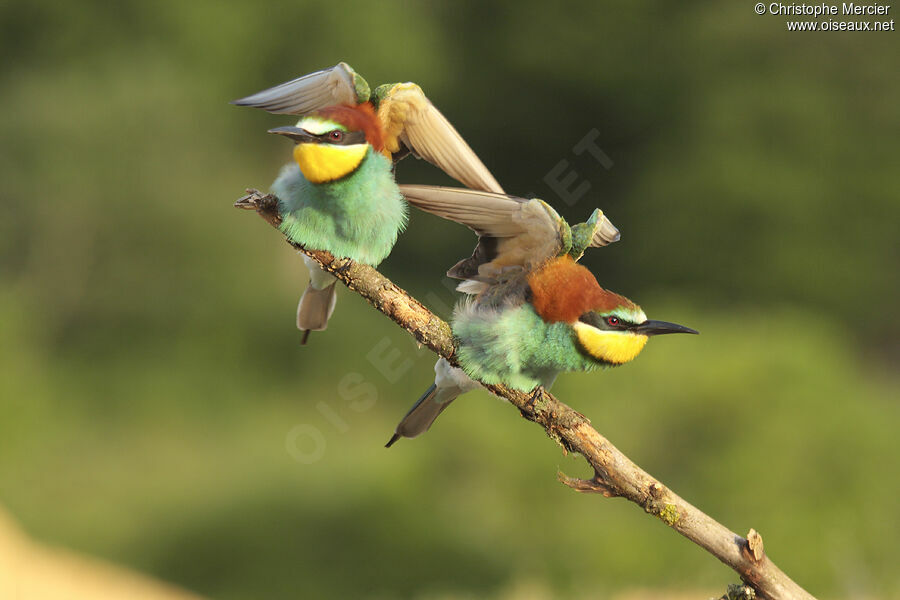 European Bee-eater