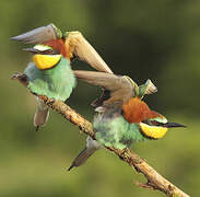 European Bee-eater