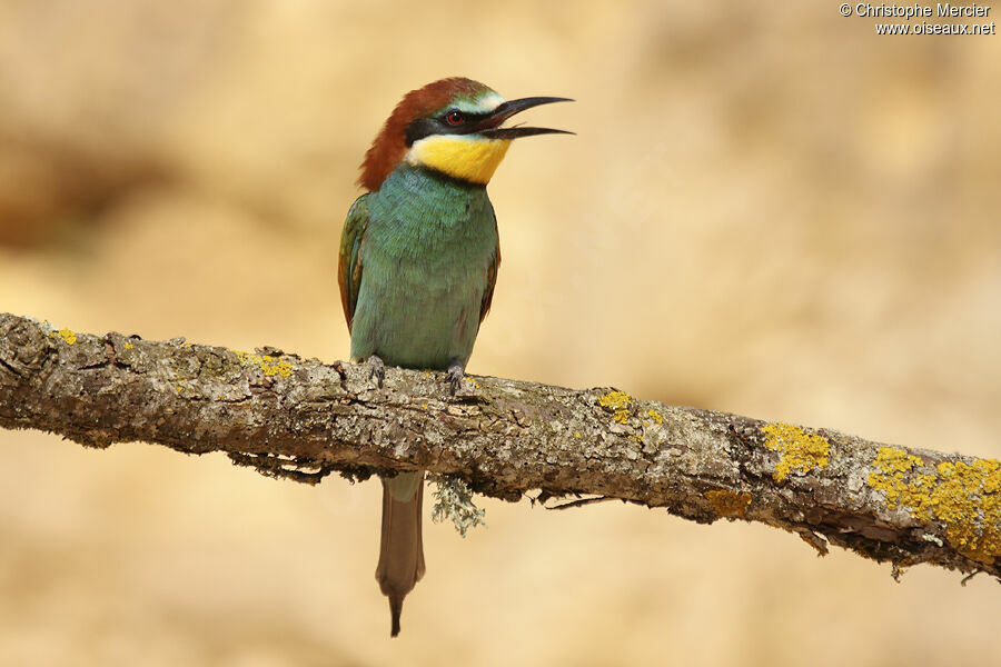 European Bee-eater