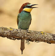 European Bee-eater