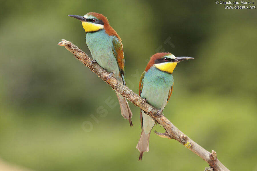 European Bee-eater