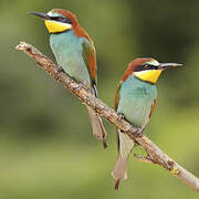 European Bee-eater