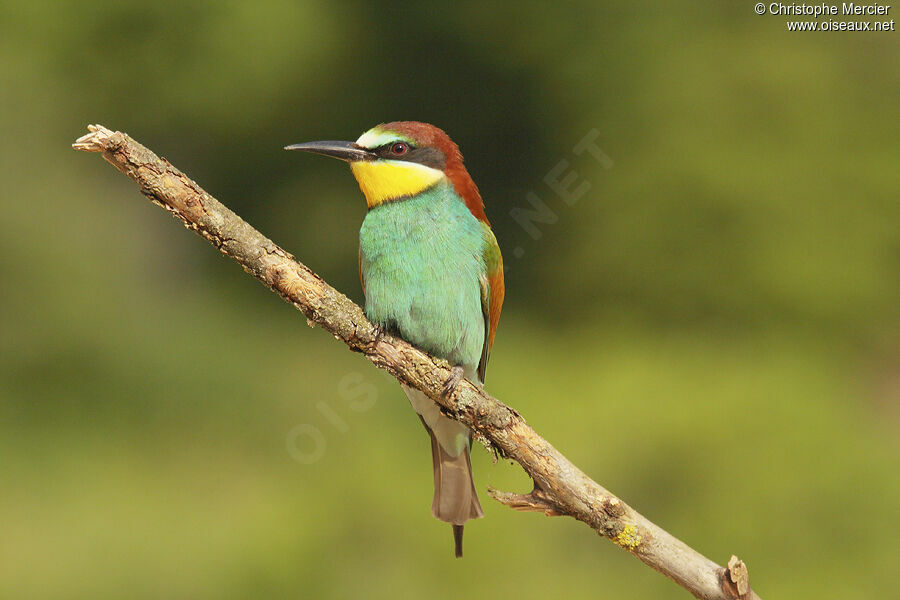 European Bee-eater