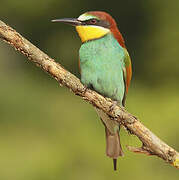 European Bee-eater