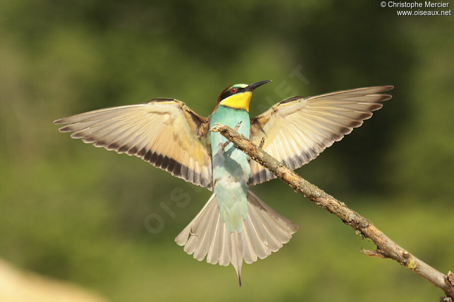 European Bee-eater