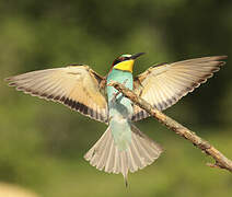 European Bee-eater