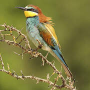 European Bee-eater