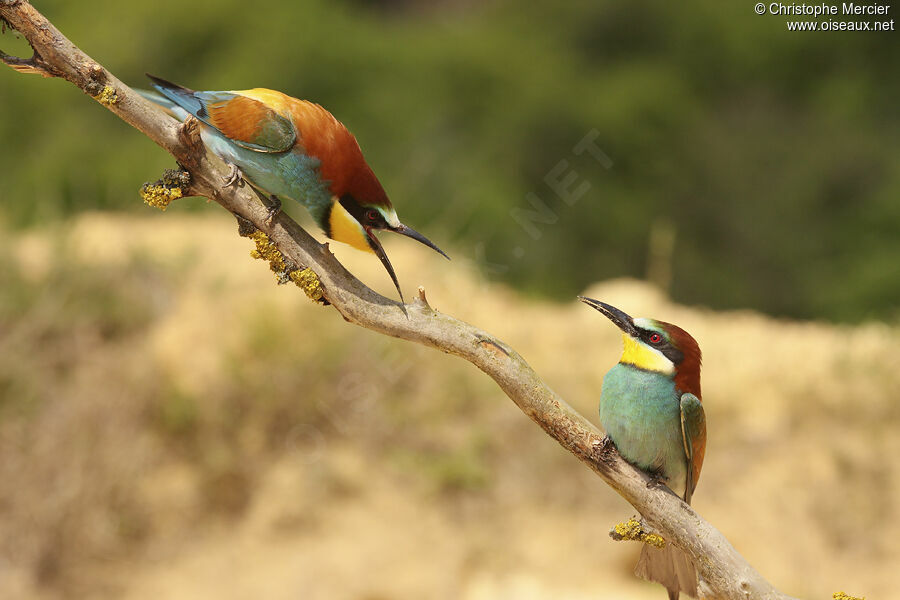 European Bee-eater