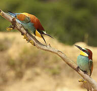 European Bee-eater