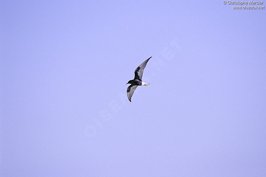 White-winged Tern