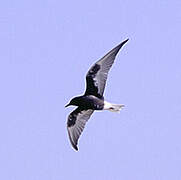 White-winged Tern