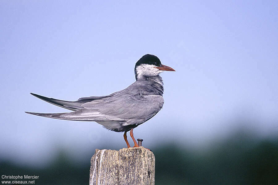 Guifette moustacadulte nuptial, identification