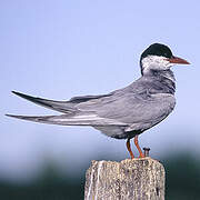 Whiskered Tern