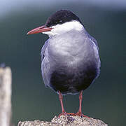 Whiskered Tern