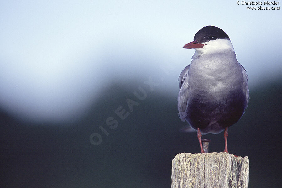 Whiskered Tern