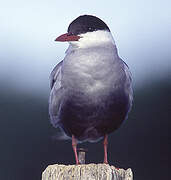 Whiskered Tern