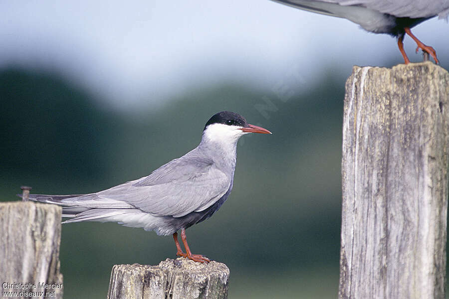 Whiskered Ternadult breeding, identification