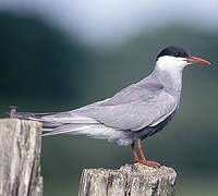 Whiskered Tern