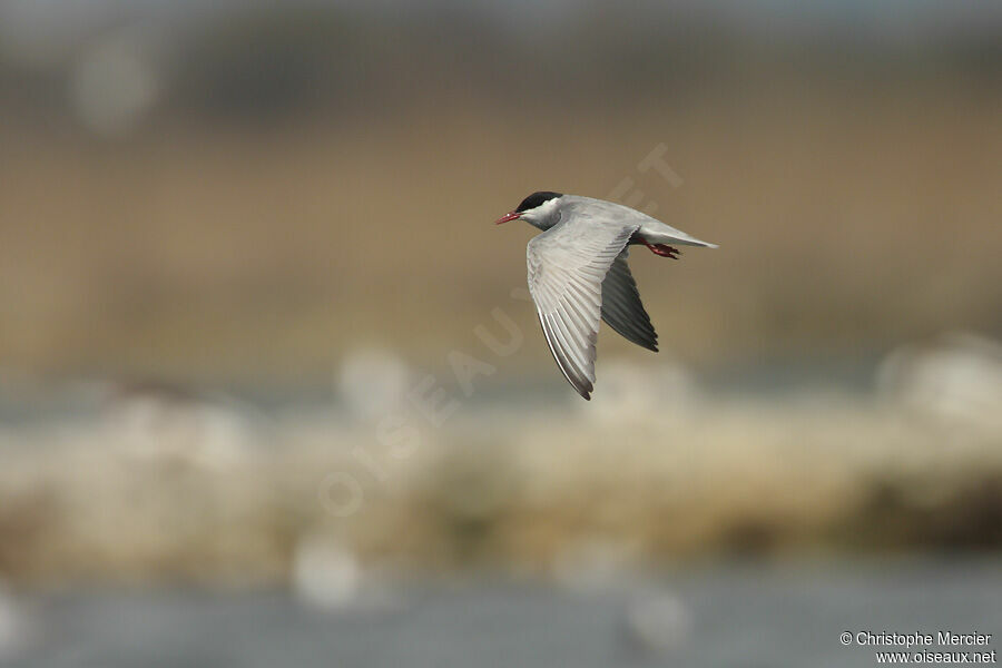 Whiskered Tern