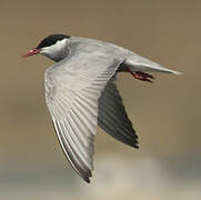 Whiskered Tern