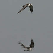 Black Tern