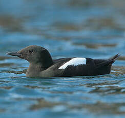 Guillemot à miroir