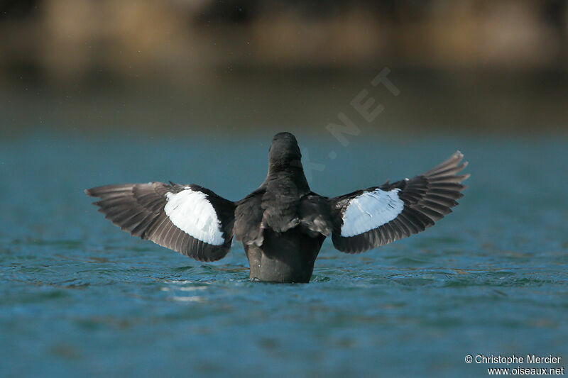 Black Guillemot