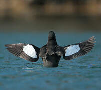 Guillemot à miroir