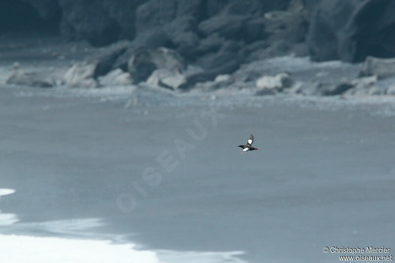 Guillemot à miroir