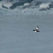 Black Guillemot