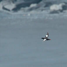 Guillemot à miroir