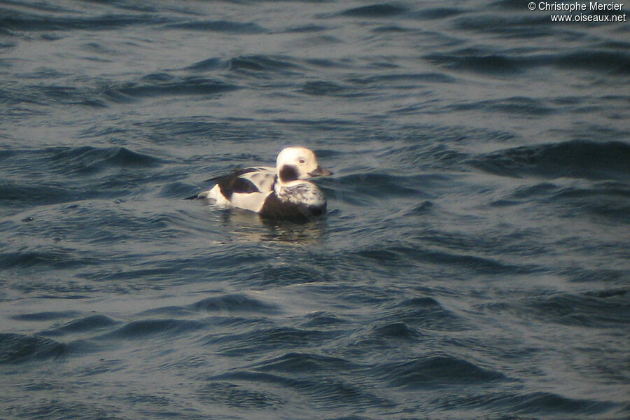 Long-tailed Duck