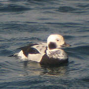 Long-tailed Duck