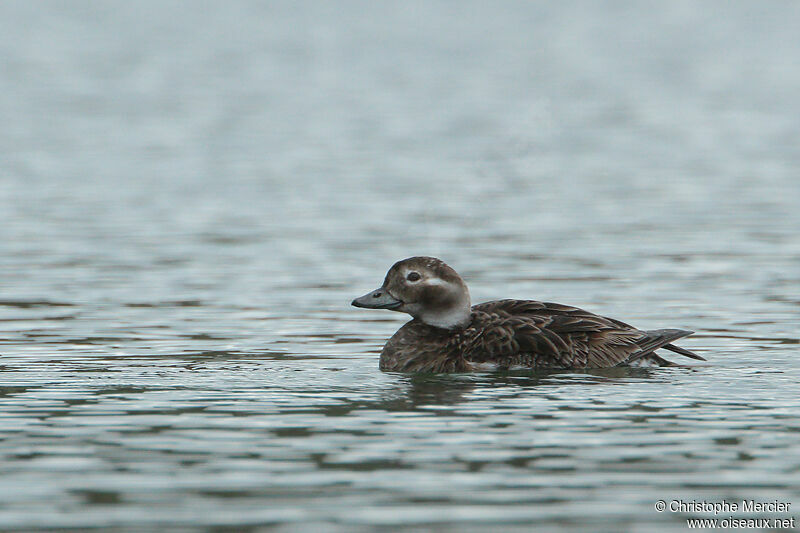 Long-tailed Duck