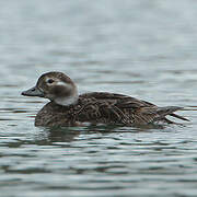 Long-tailed Duck