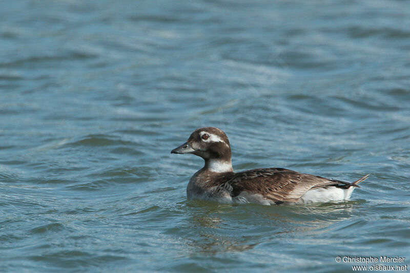 Long-tailed Duck