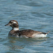 Long-tailed Duck