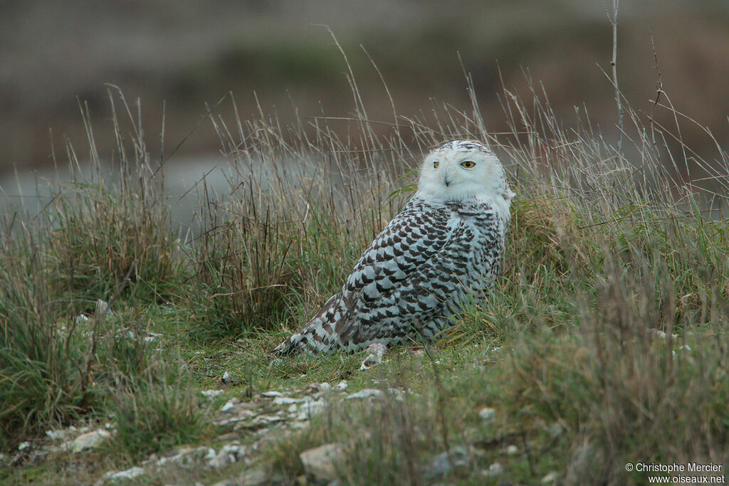 Harfang des neiges