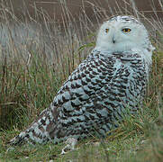 Snowy Owl