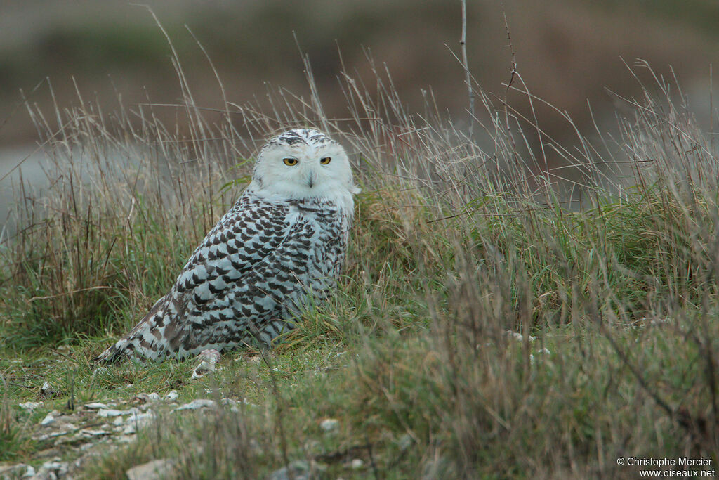 Harfang des neiges