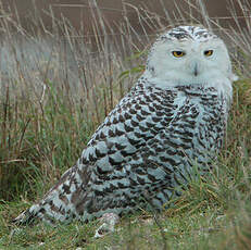 Harfang des neiges