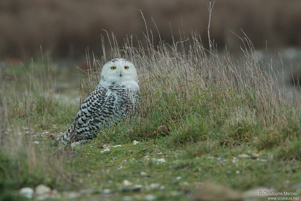 Harfang des neiges