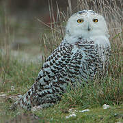 Snowy Owl