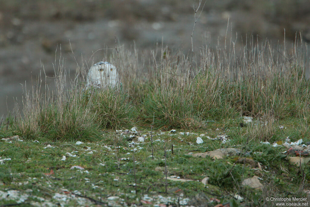 Harfang des neiges