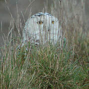 Harfang des neiges