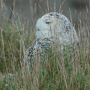 Harfang des neiges