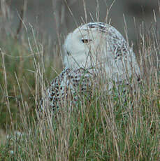 Harfang des neiges