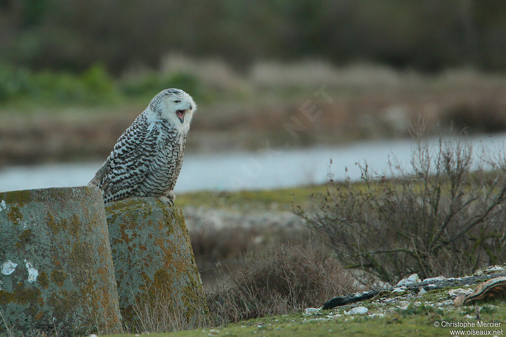 Snowy Owl