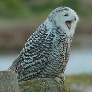 Snowy Owl