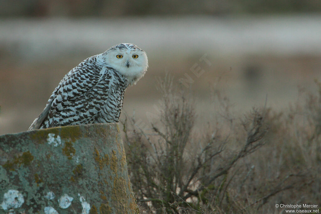 Harfang des neiges